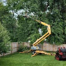 Professional Tree Care in Harristown, IL